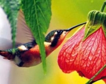 Nueva edici&oacute;n de la Gu&iacute;a de Avistamiento de Aves en Colombia est&aacute; disponible al p&uacute;blico