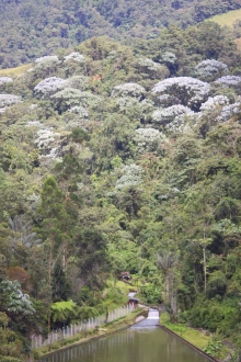 R&iacute;o blanco, la reserva forestal de Manizales