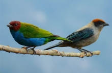 Cinco reservas Colombianas para convivir con aves