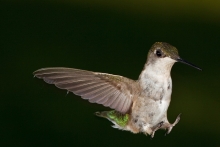 &iexcl;Google Hummingbird entra en acci&oacute;n!