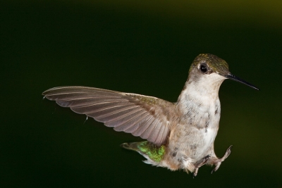 &iexcl;Google Hummingbird entra en acci&oacute;n!