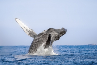 D&eacute;jate asombrar con el avistamiento de ballenas en Puerto Vallarta, M&eacute;xico