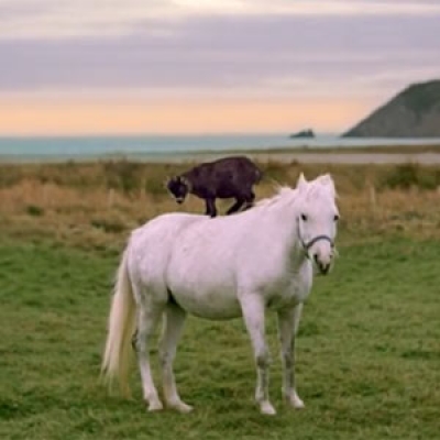 Singular spot tur&iacute;stico, una cabra montando a caballo