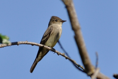 Aplicaci&oacute;n para m&oacute;viles sobre aves