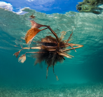 Una excursi&oacute;n fotogr&aacute;fica bajo el agua, a la Laguna encantada en las Islas del Rosario / Cartagena de Indias