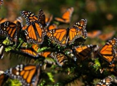 M&eacute;xico fomentar&aacute; turismo ecol&oacute;gico para salvar a la mariposa monarca