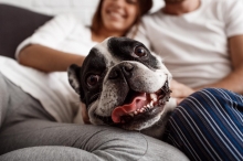 Nh Hotel Group, en alianza con Laika, fortalece programa Pet Friendly